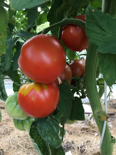 on a Bush tomato brush with large bright red ripe fruits close up