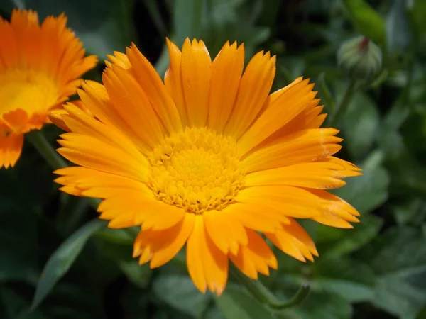 Beautiful Orange Calendula Summer Garden Photo — Stock Photo, Image