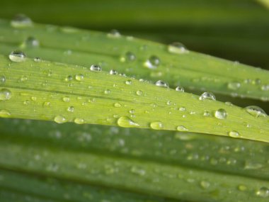 Güzel yeşil çimlerde yağmur damlaları (fotoğraf 1)