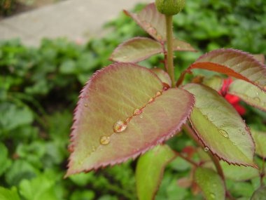 Güzel gül yaprakları üzerine yağmur damlaları (fotoğraf 5)