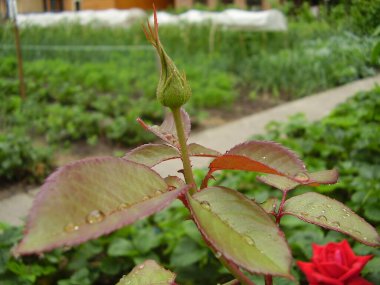 Bahçedeki güzel gül (fotoğraf 10)
