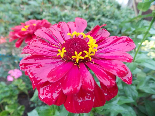 Raindrops Beautiful Pink Flower Garden Photo — Stock Photo, Image