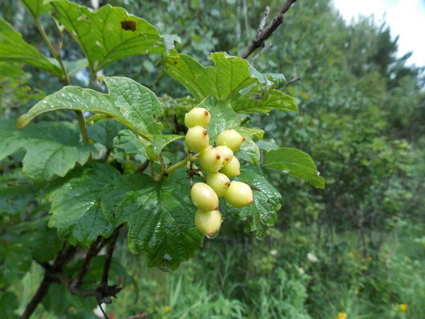 Gouttes Pluie Sur Les Feuilles Viorne — Photo