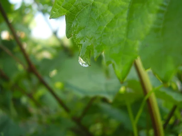 Raindrops Beautiful Vine Leaves Photo — Stock Photo, Image