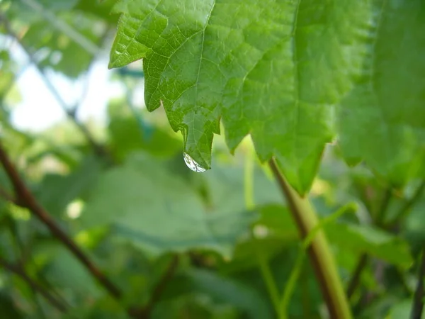 Raindrops Beautiful Vine Leaves Photo — Stock Photo, Image