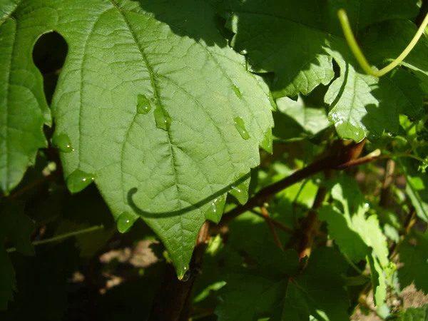 Gouttes Pluie Sur Belles Feuilles Vigne Photo — Photo