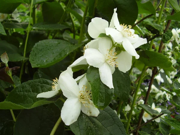 美しい白い花弁 写真2 — ストック写真