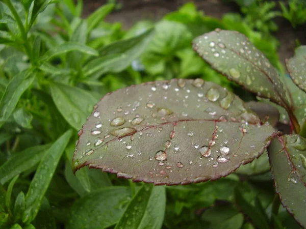 Raindrops Beautiful Rose Leaves Photo — Stock Photo, Image