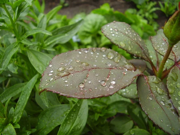 Gotas Chuva Belas Folhas Rosa Foto — Fotografia de Stock