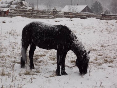 Yalnız at ve kar yağışı (fotoğraf 8)