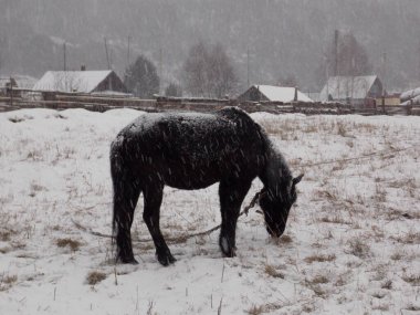 Yalnız at ve kar yağışı (fotoğraf 7)
