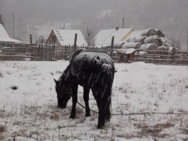 Yalnız at ve kar yağışı (fotoğraf 6)