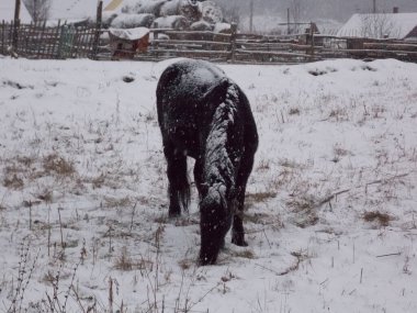 Yalnız at ve kar yağışı (fotoğraf 5)