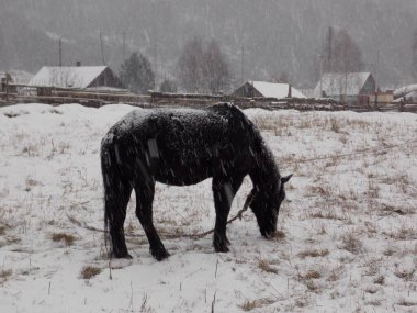 Yalnız at ve kar yağışı (fotoğraf 3)