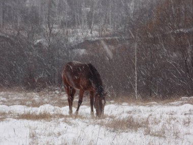 Yalnız at ve kar yağışı (fotoğraf 2)