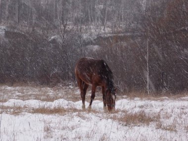 Yalnız at ve kar yağışı (fotoğraf 1)