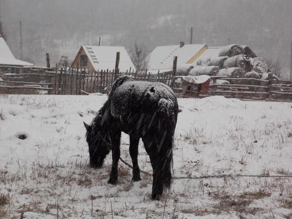 Yalnız at ve kar yağışı (fotoğraf 6)