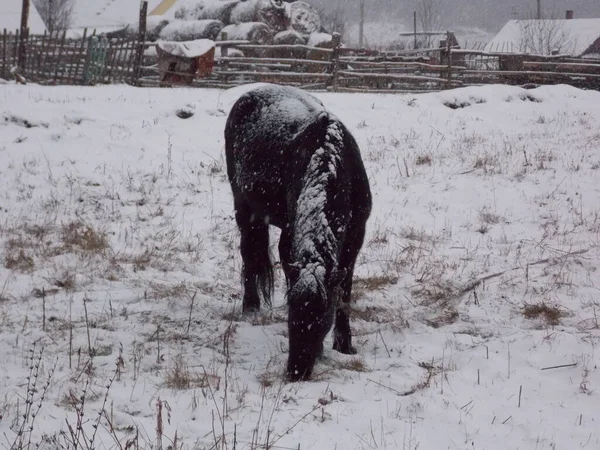 Yalnız at ve kar yağışı (fotoğraf 5)