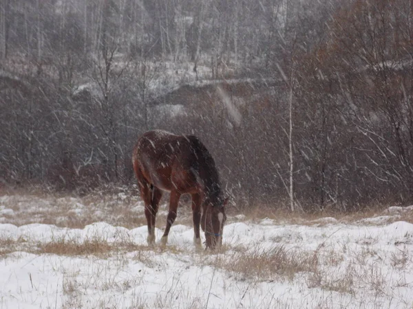 Yalnız at ve kar yağışı (fotoğraf 2)
