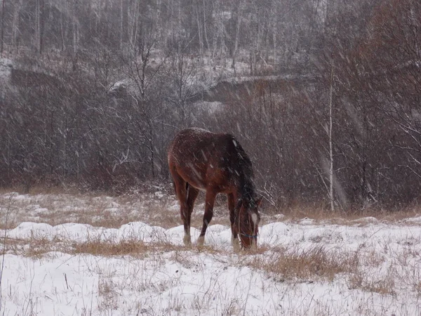 Yalnız at ve kar yağışı (fotoğraf 1)