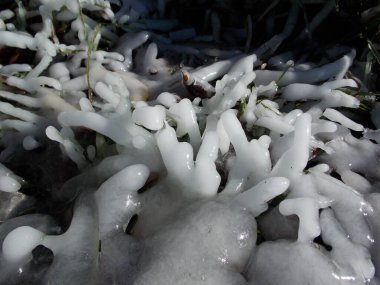 Soğuk buzda yeşil çimen (fotoğraf 1)