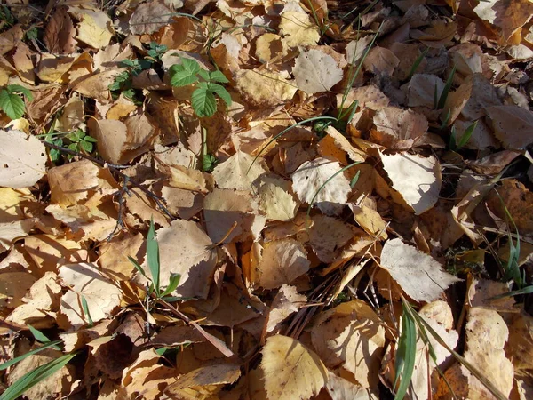 Осенние Листья Траве Фото — стоковое фото