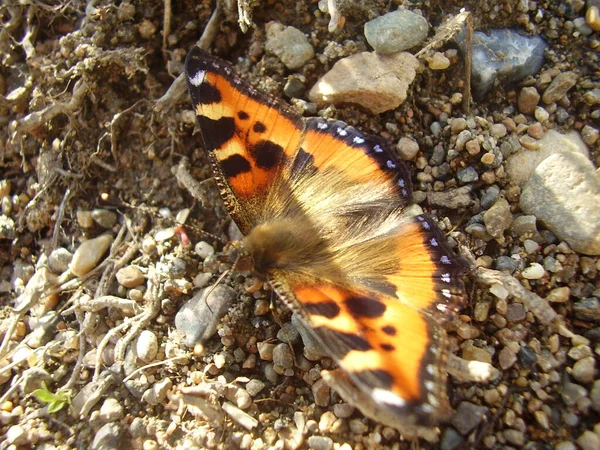 Pequeña Hermosa Mariposa Roja Sobre Piedras Foto — Foto de Stock