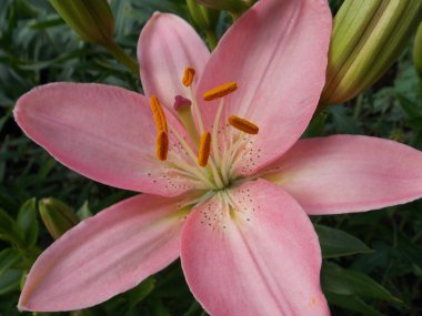 Güzel pembe zambaklar (fotoğraf 11)