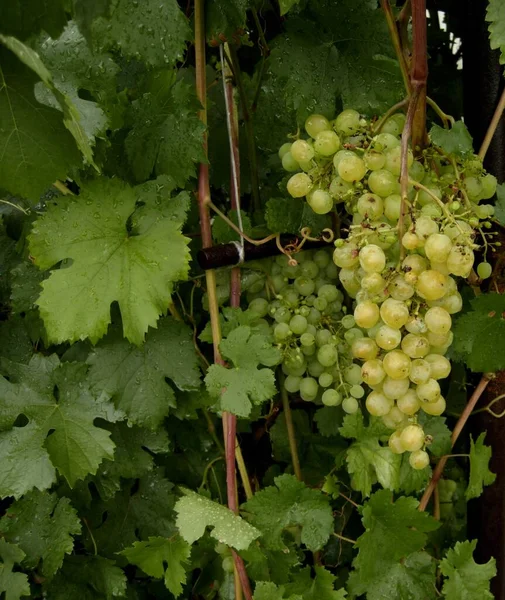 Gouttes Pluie Sur Les Raisins Photo — Photo