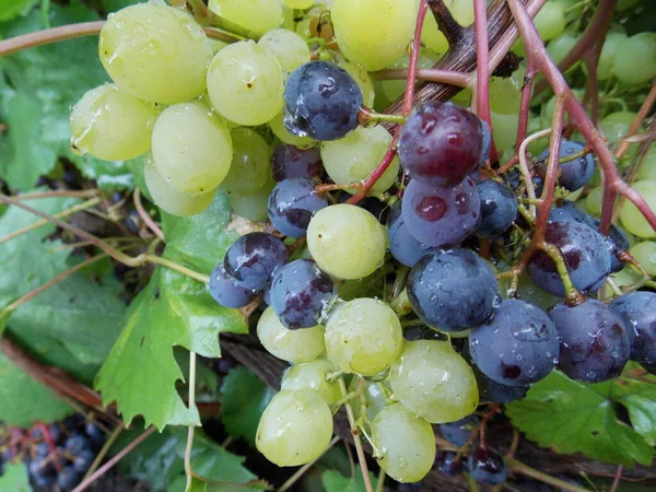 Краплі Дощу Винограді Фото — стокове фото