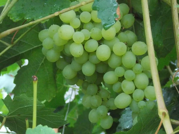 Krople Deszczu Winogronach Zdjęcie — Zdjęcie stockowe
