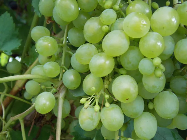 Raindrops Grapes Photo — Stock Photo, Image