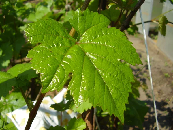 Belle Foglie Uva Foto — Foto Stock