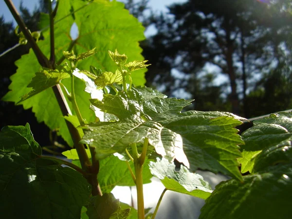 Belle Foglie Uva Foto — Foto Stock