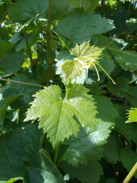 Belle Foglie Uva Foto — Foto Stock