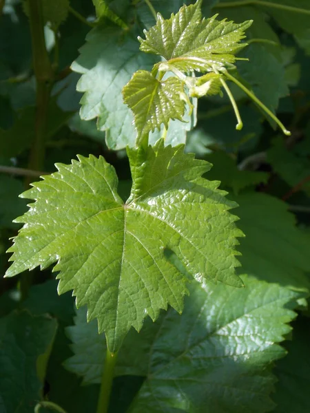 Belle Foglie Uva Foto — Foto Stock