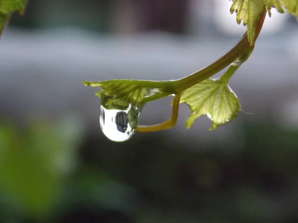 Morning Dew Drop Grape Leaf Photo — Stock Photo, Image