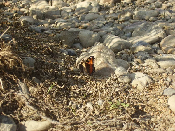 Borboleta Vermelha Bonita Pequena Pedras Foto — Fotografia de Stock