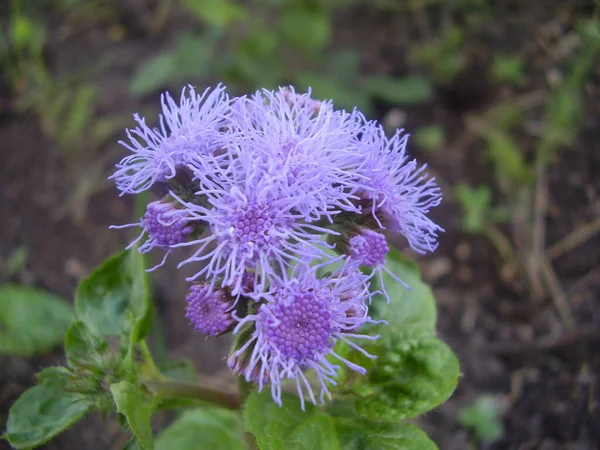 Beautiful Space Flower Photo — Stock Photo, Image