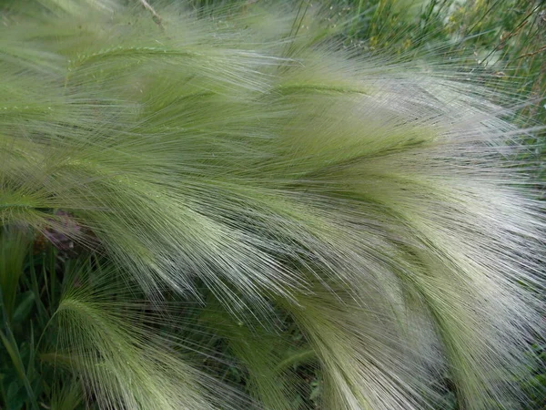 Stipa Grass Plain Photo — Stock Photo, Image