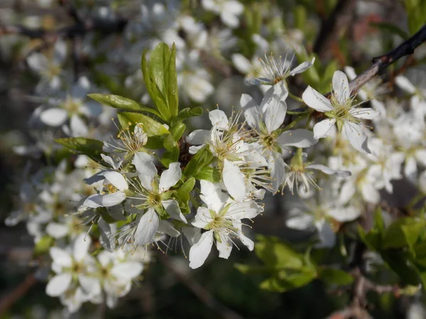 Hermosas Flores Manzana Blanca Jardín Primavera Foto — Foto de Stock