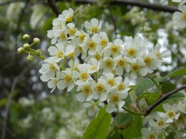 Bahar bahçesinde güzel mayday ağaçları çiçek açar (fotoğraf 11)