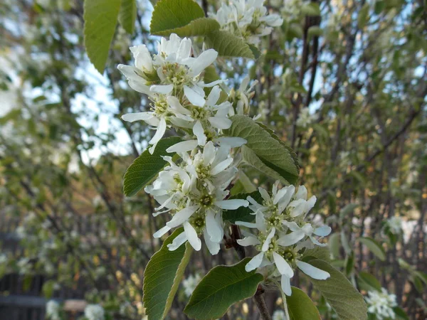 Belle Pomme Blanche Fleurit Dans Jardin Printemps Photo — Photo