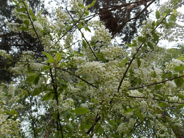 Bela Árvore Mayday Floresce Jardim Primavera Foto — Fotografia de Stock