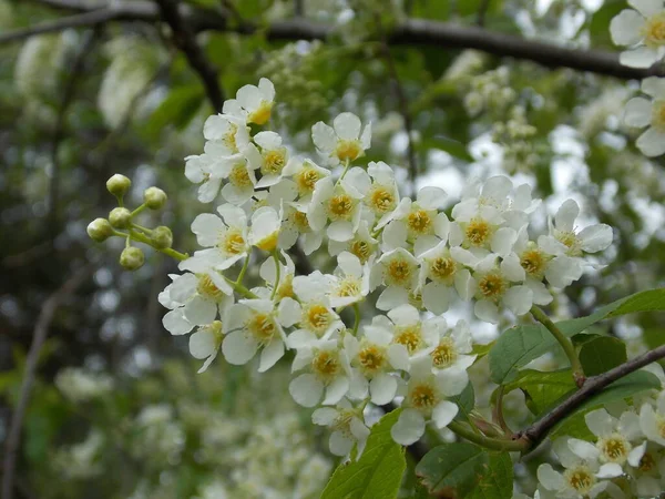 Hermosas Flores Árboles Socorro Jardín Primavera Foto — Foto de Stock