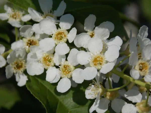 Piękne Kwiaty Drzewa Mayday Wiosennym Ogrodzie Zdjęcie — Zdjęcie stockowe