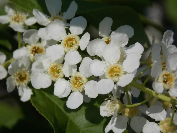 Magnifique Arbre Mai Fleurit Dans Jardin Printemps Photo — Photo