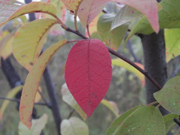 Κόκκινο Φθινοπωρινό Φύλλο Δέντρου Κινδύνου — Φωτογραφία Αρχείου