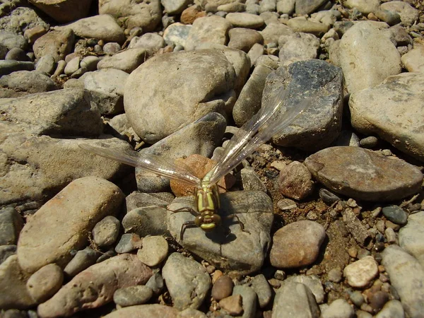 Dragonfly Στην Όχθη Του Ποταμού Πέτρα Φωτογραφία — Φωτογραφία Αρχείου