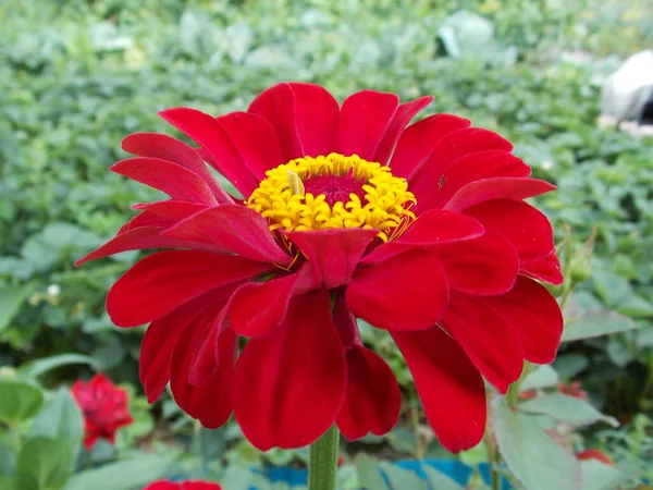 Beautiful Red Flower Summer Garden Photo — Stock Photo, Image